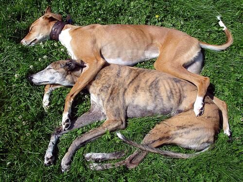 Whippet