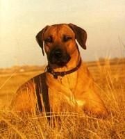 Ridgeback Rhodesian