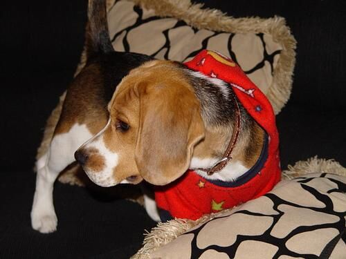 Beagle