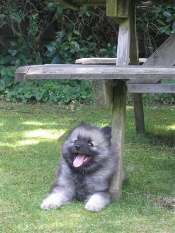 Keeshond