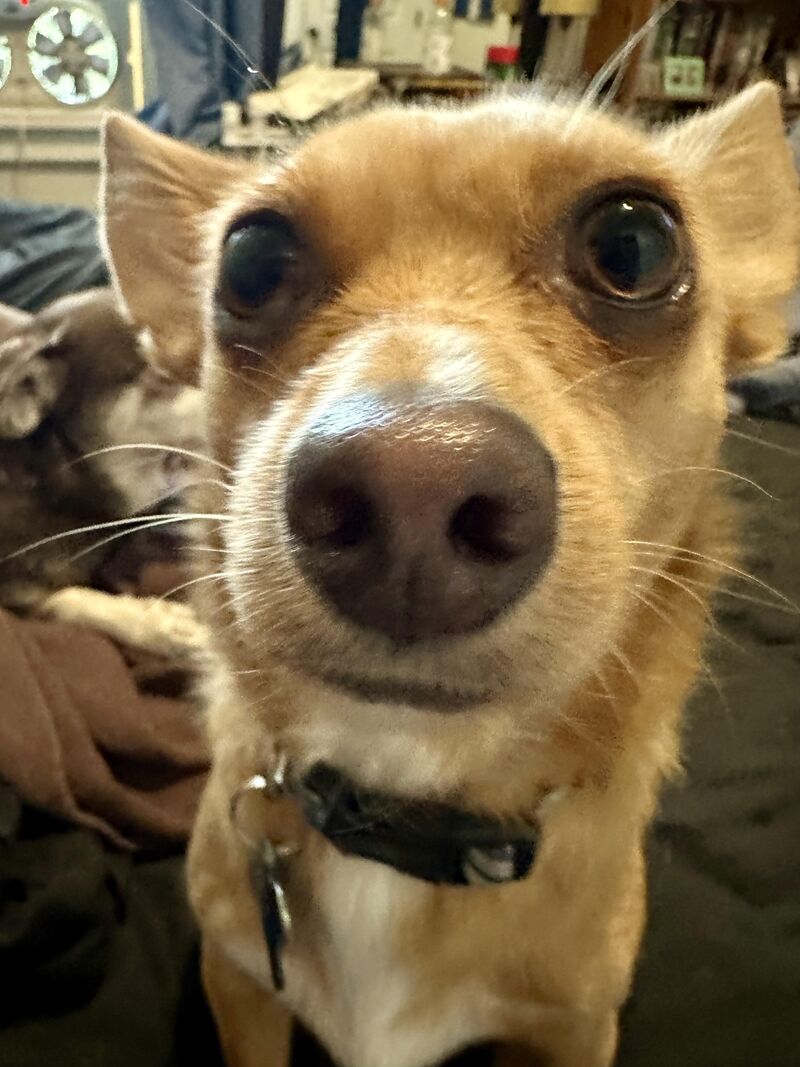 My tiny lovable snuggle buddy was just diagnosed with epilepsy