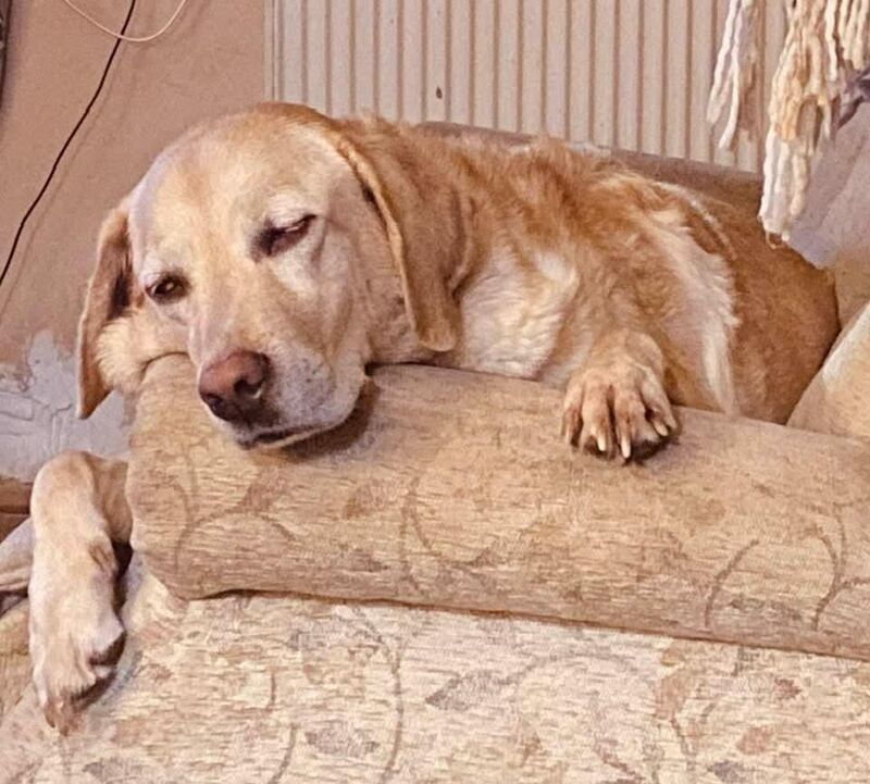 My boy Ozzy just turned 7 today!