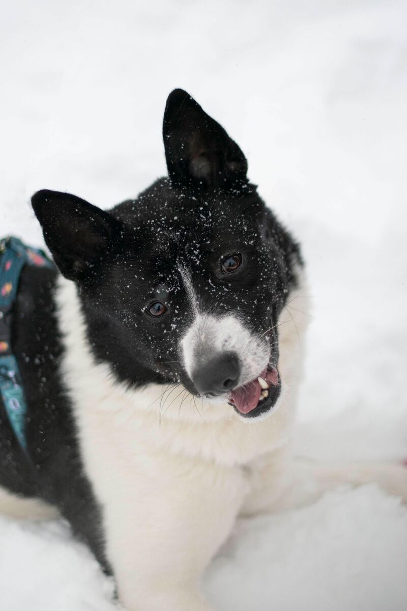 How do people cope with the loss of a pet they deeply loved?