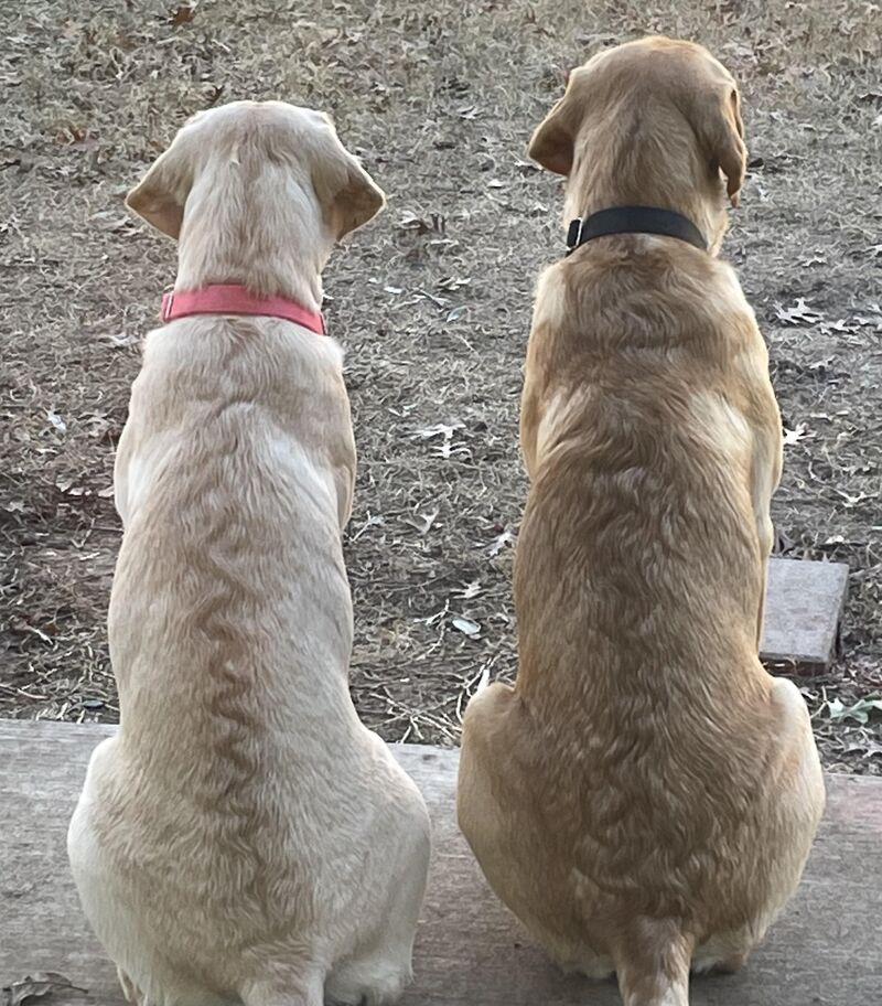 My dog’s have zippers