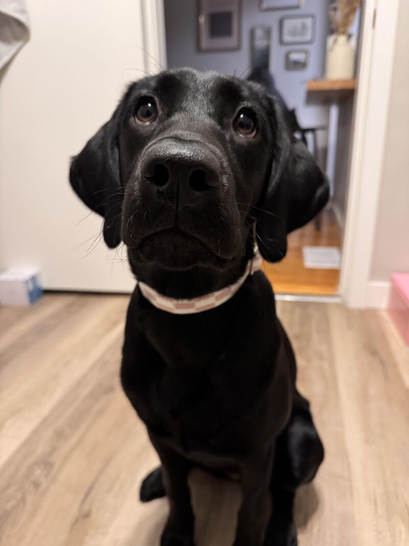 I need to know if this is just labs doing lab things!