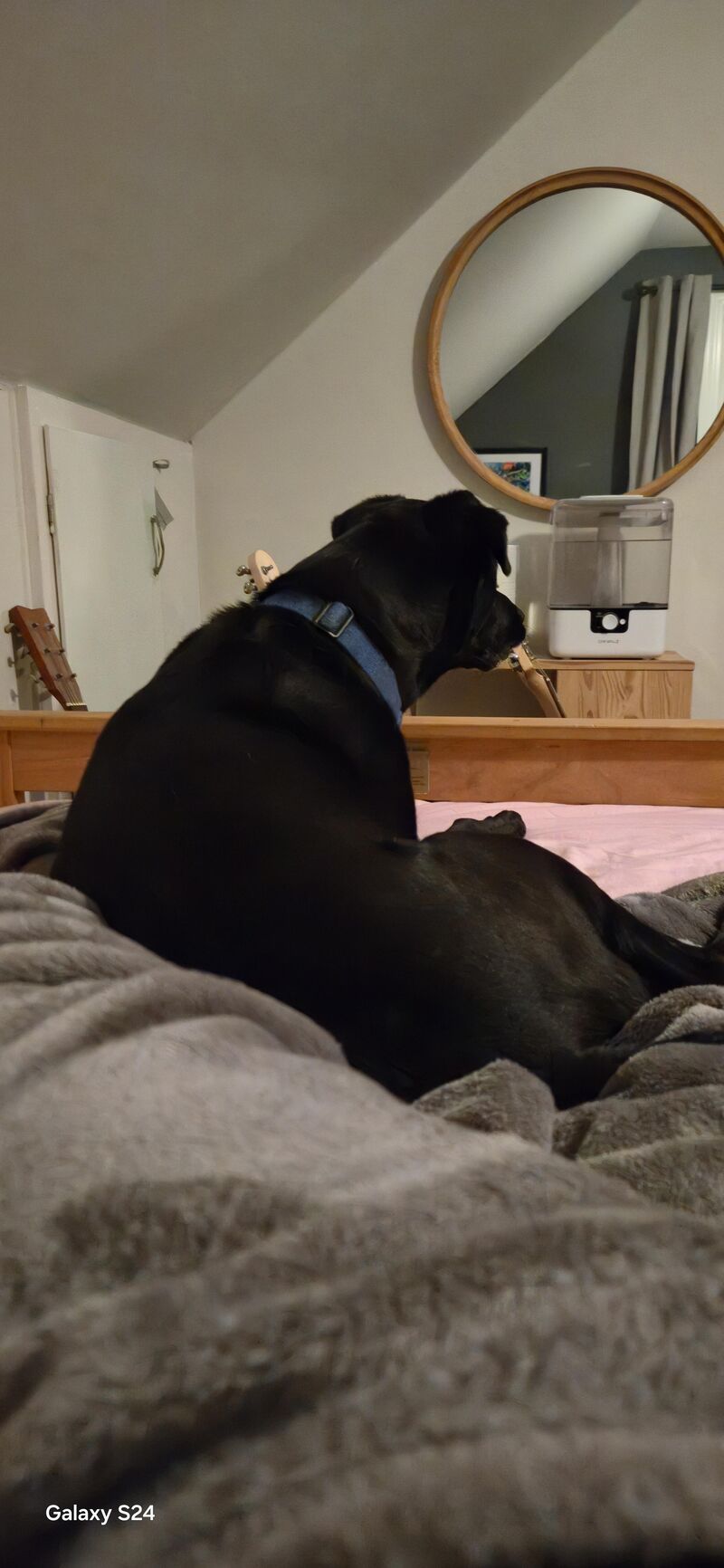 My mutt found out that my bed exists. He has been on here for 2 hours now and will not move.