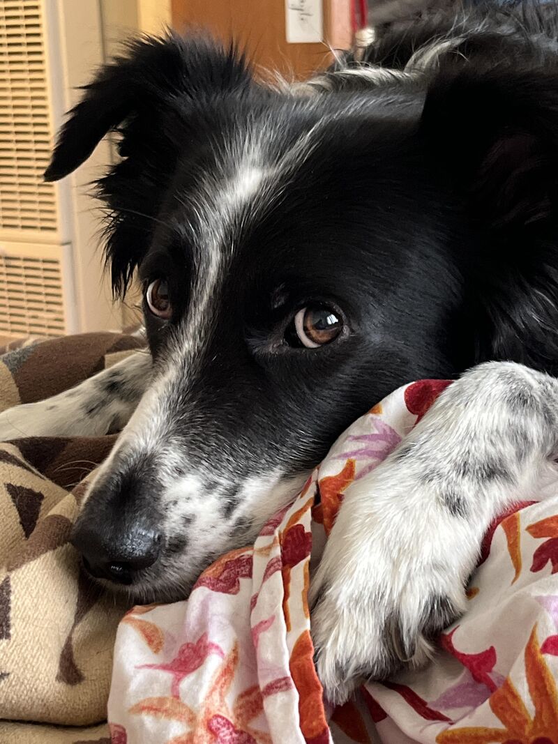 We moved to a new apartment. She is disappointed this one does not have a dog door leading to the backyard with unrestricted access.