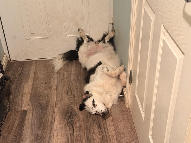 Dog.exe has stopped responding