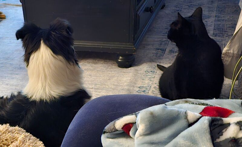 Norman and Sloane watchin' a ball game, best pals today..