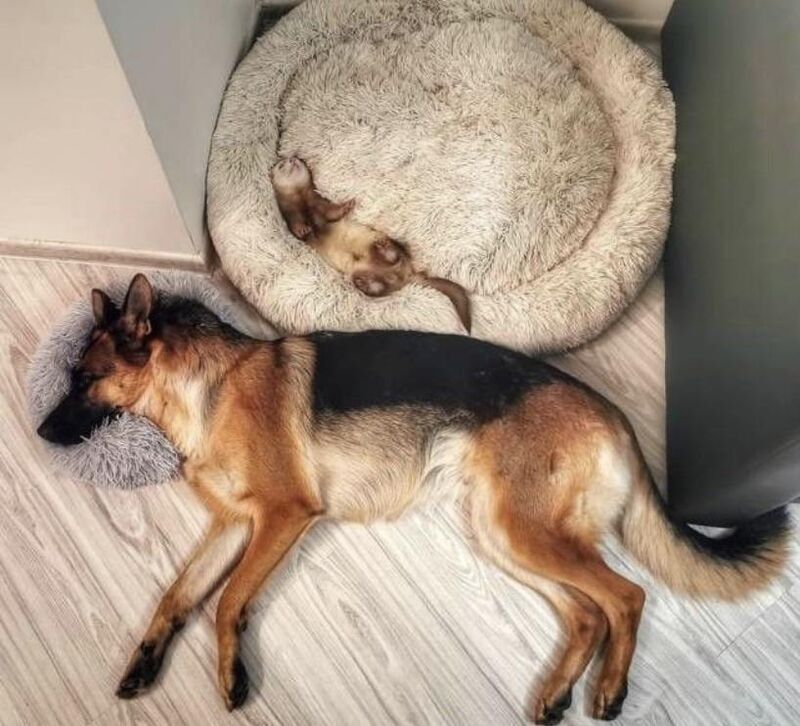 These 2 love each other very much😂😂