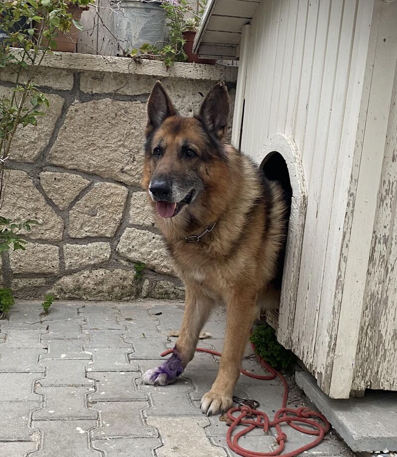 My angel passed the rainbow bridge 1 year ago…