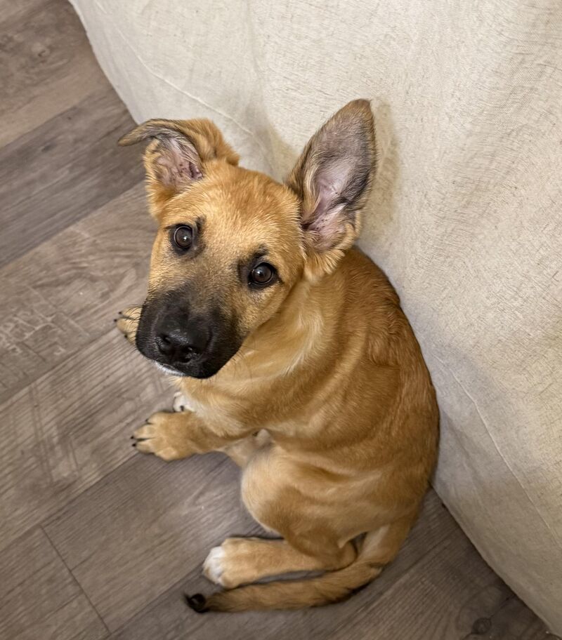 Iris follows me everywhere 🥰