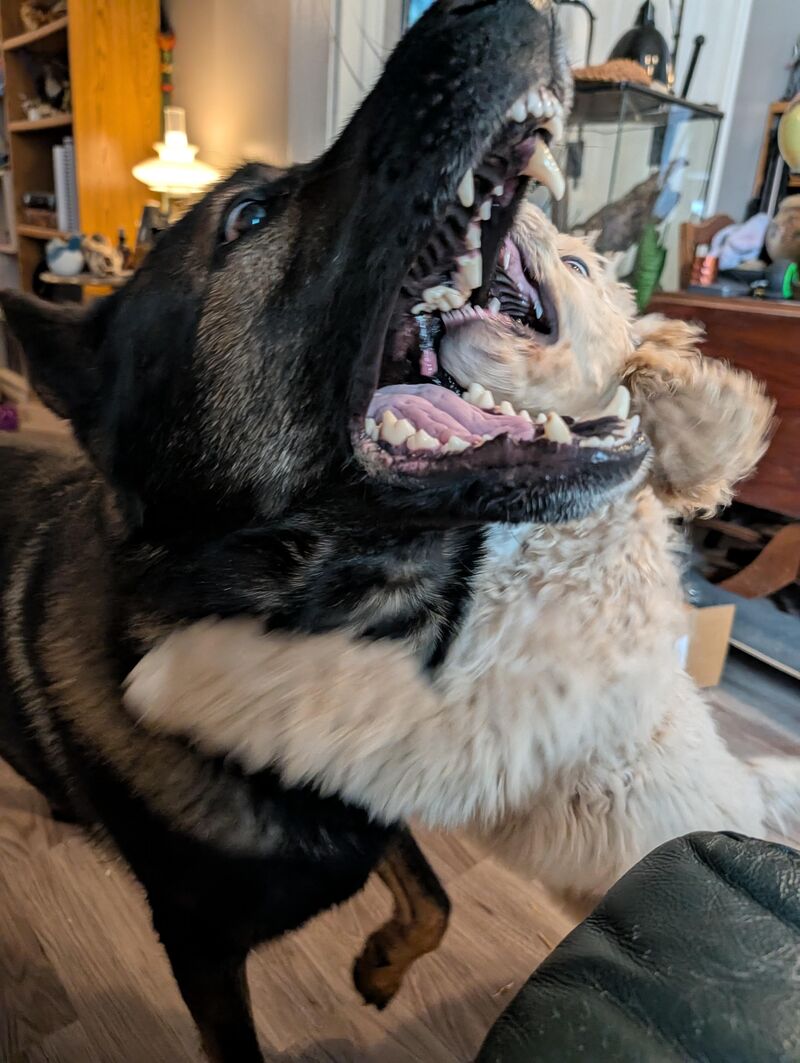 Bitey Face pics are some of my favorites.