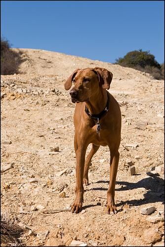 Ridgeback Rhodesian