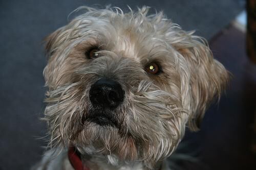 Terrier Wheaten