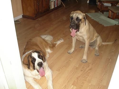 Stbernard