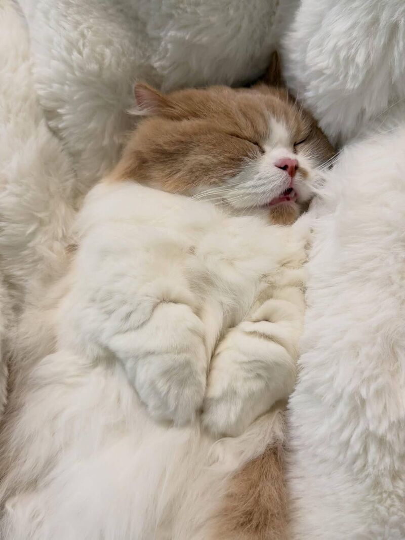 no work, no worries, no stress, just sleeping all day