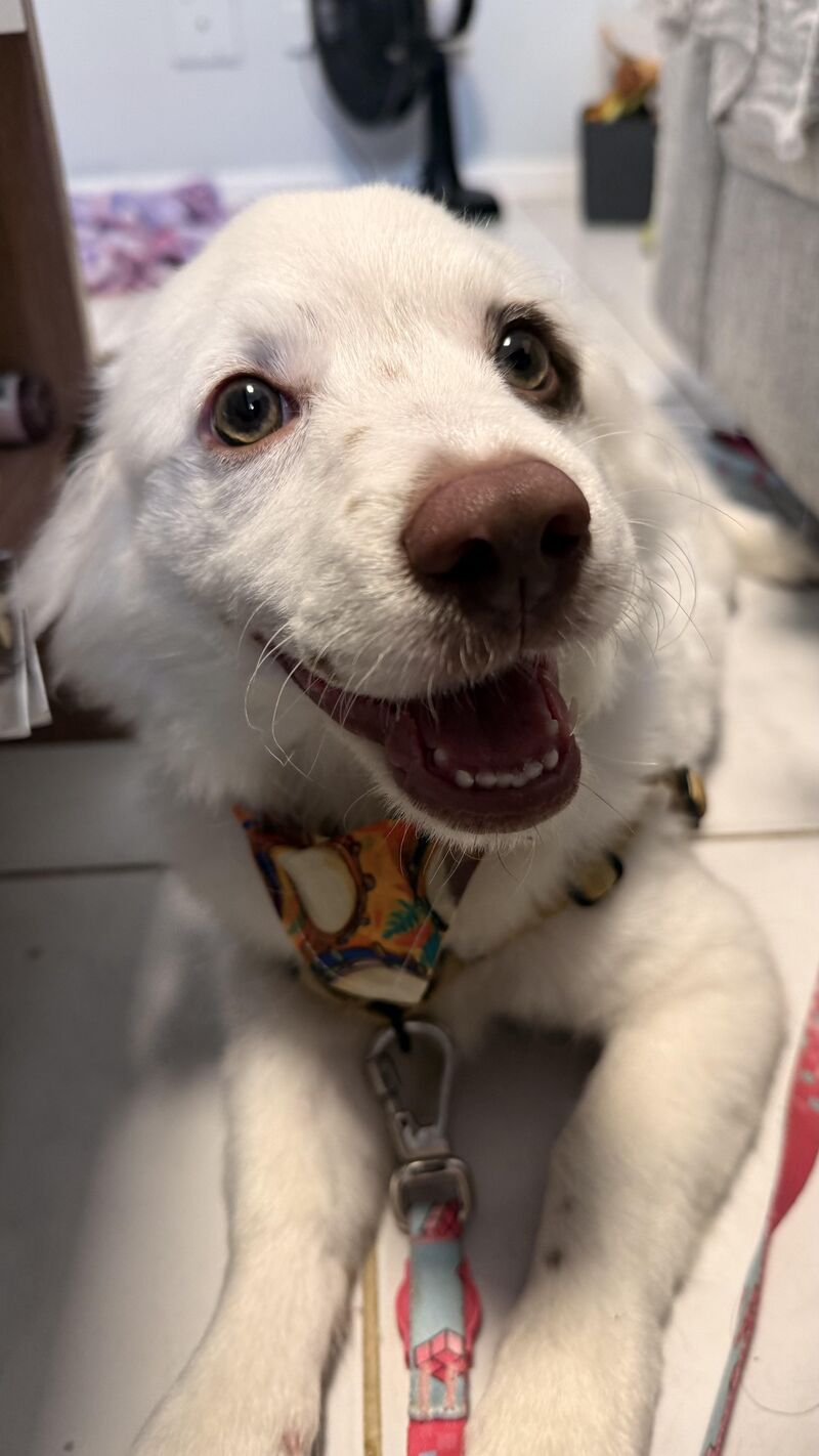 Meet Max! My foster Son ❤️