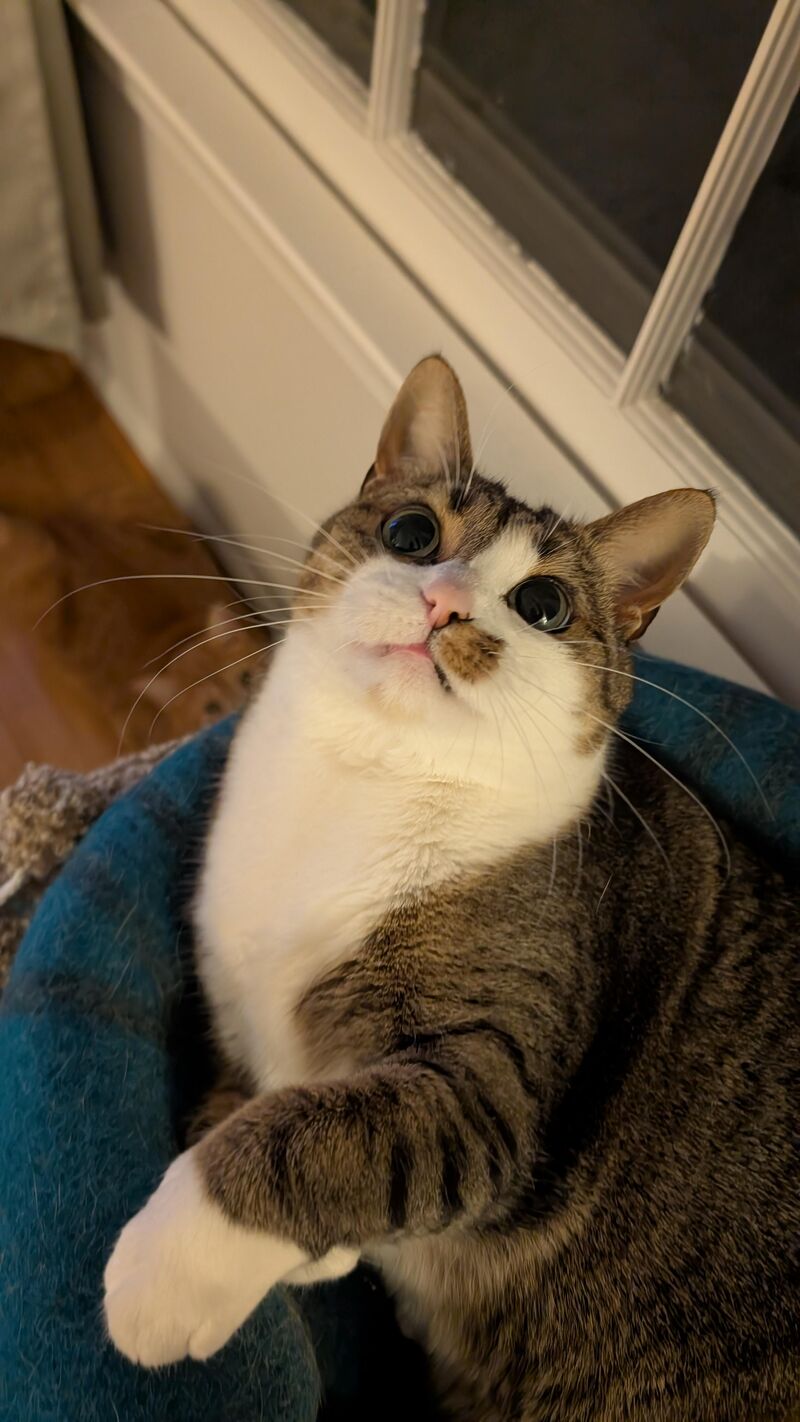 She wants to be fierce but she's mostly just fluffy!