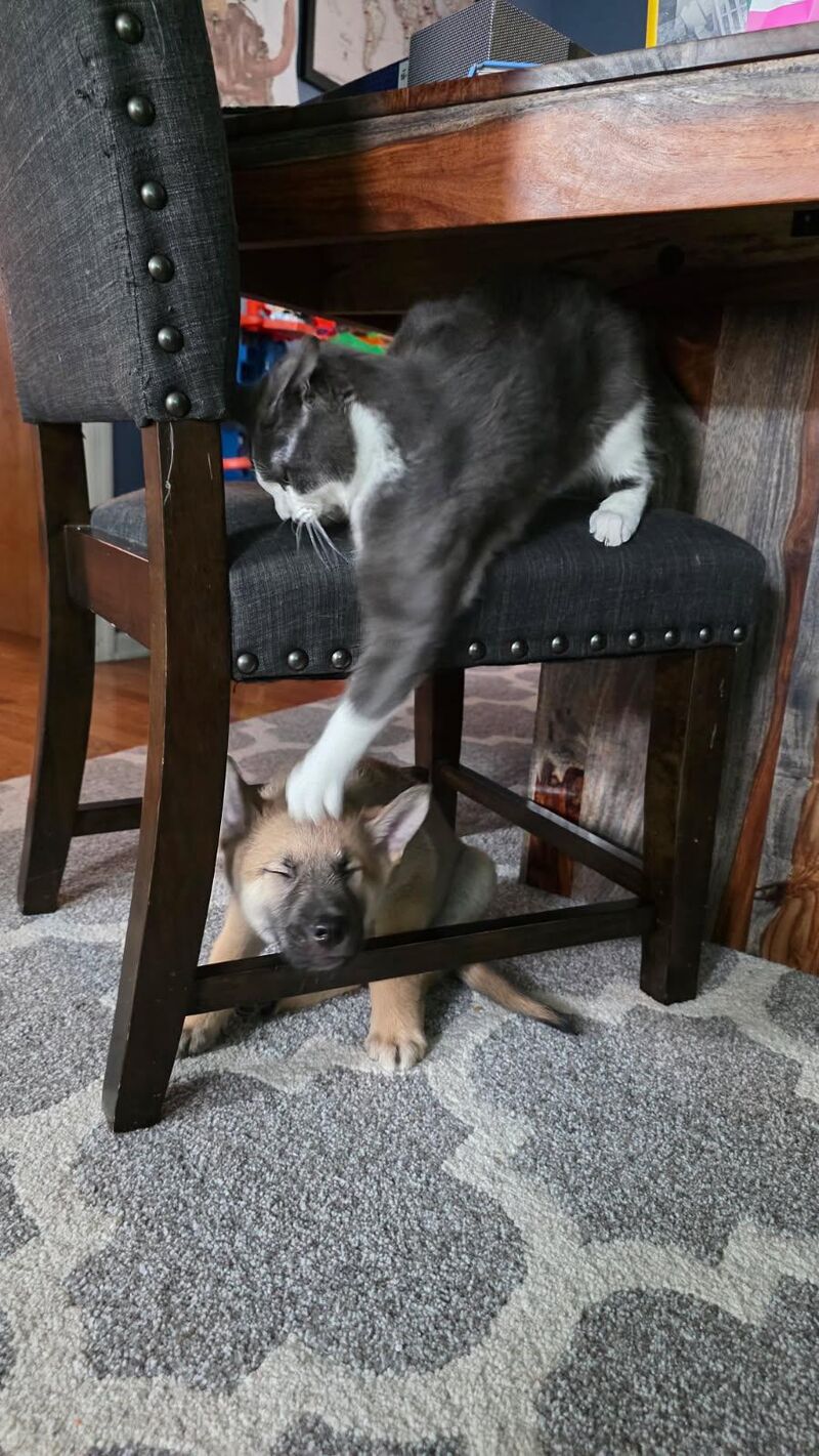 Two rescues, trying to figure it out... ugh.