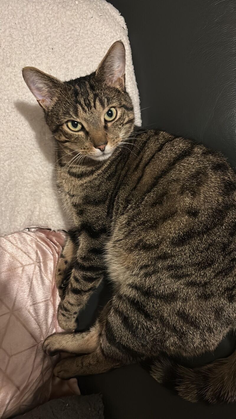 Meet Alfie! He’s 4 years old and grumpy most of the time🤣