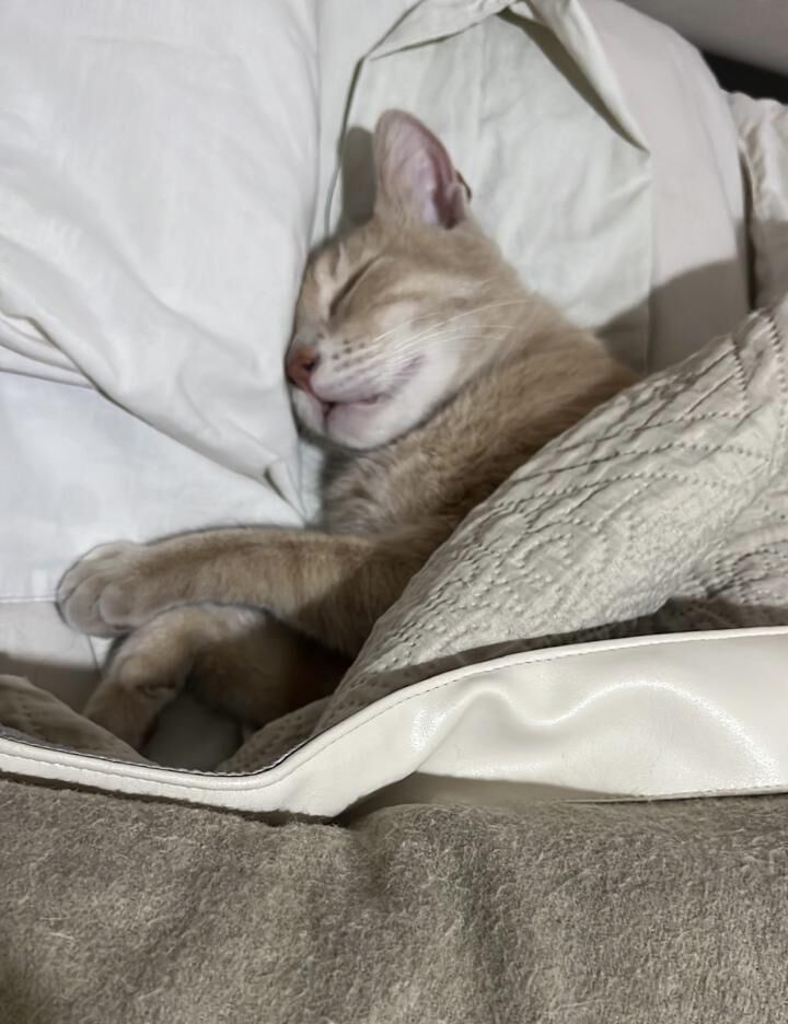 My cat sleeps like he pays rent