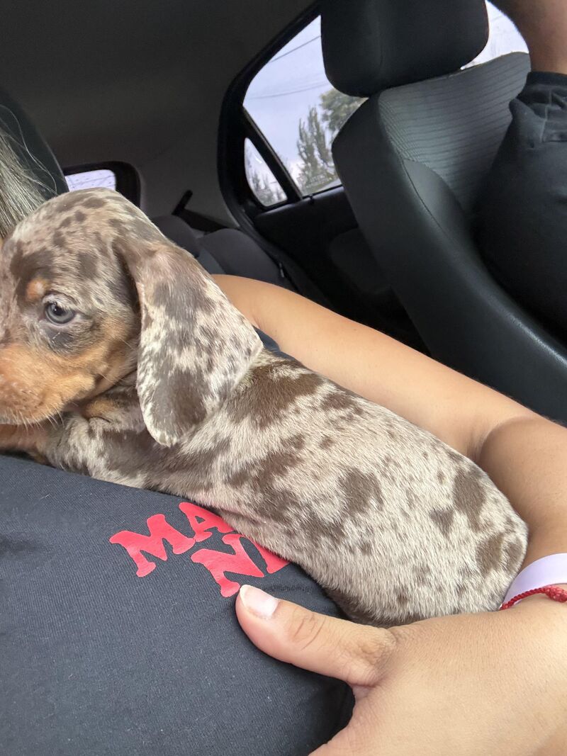 My beautiful dachshund 🌭