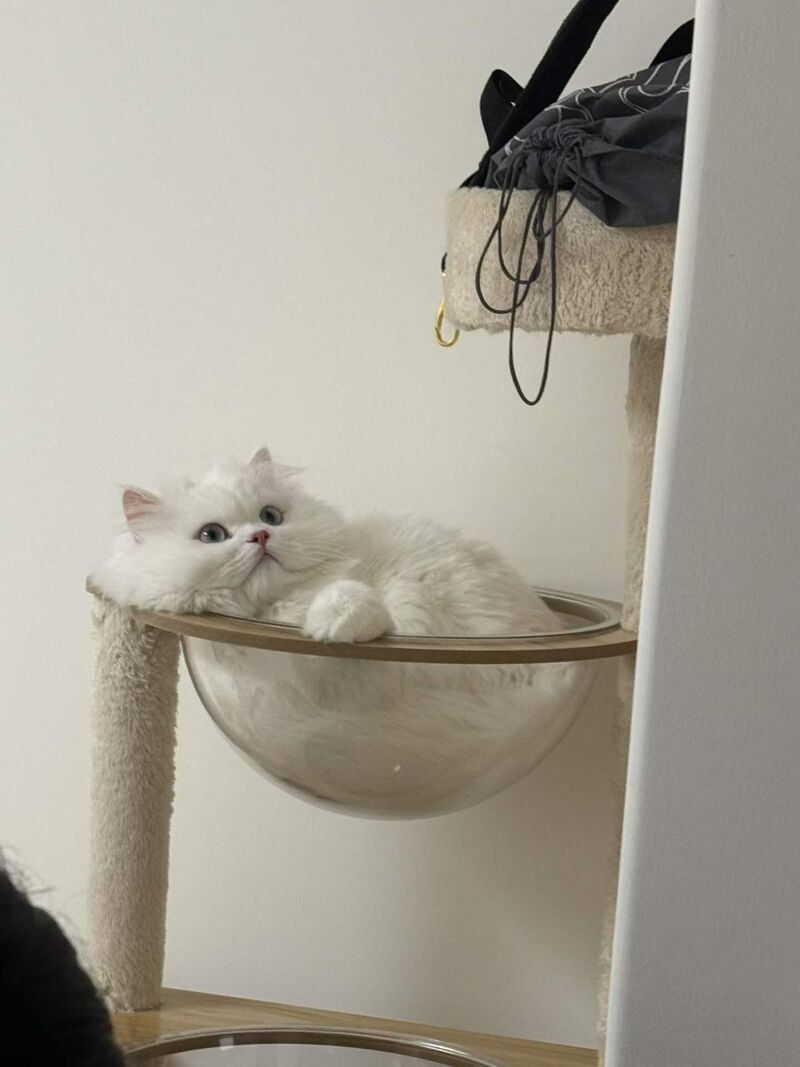 Found some old photos of Viki on my phone today—she was way too cute 🥹