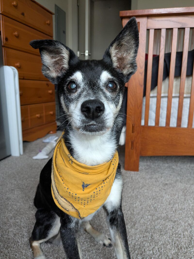 Sweet old Atticus, ready to play