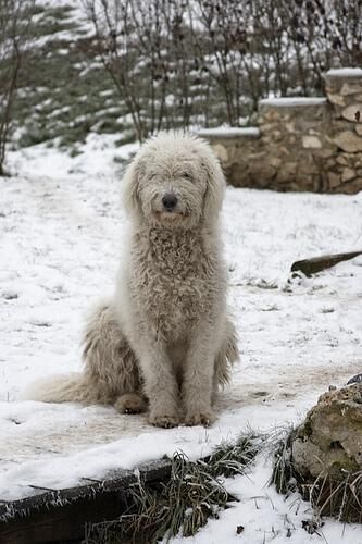 Komondor