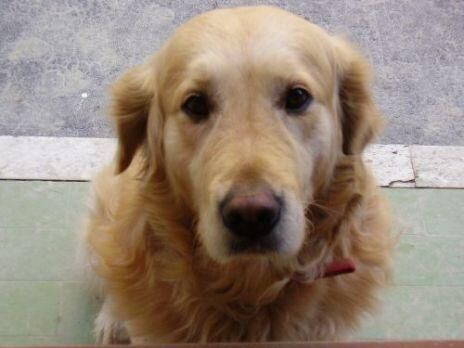 Retriever Golden