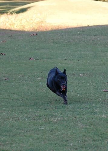 Schipperke