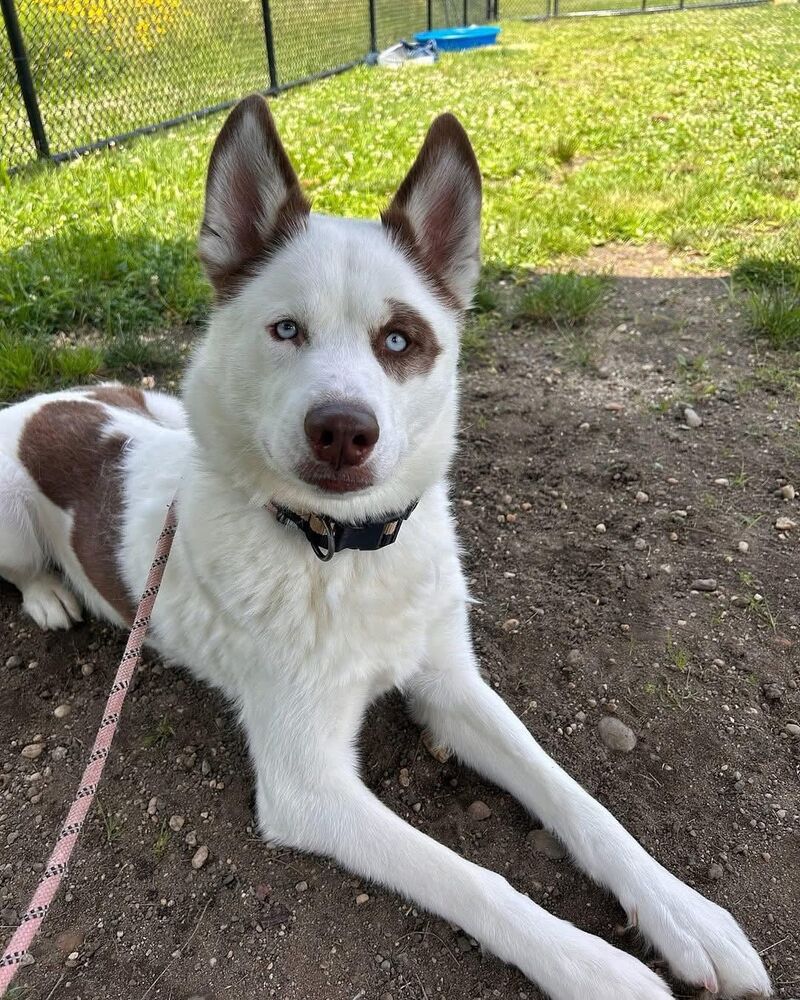 Adopting this sweet boy soon