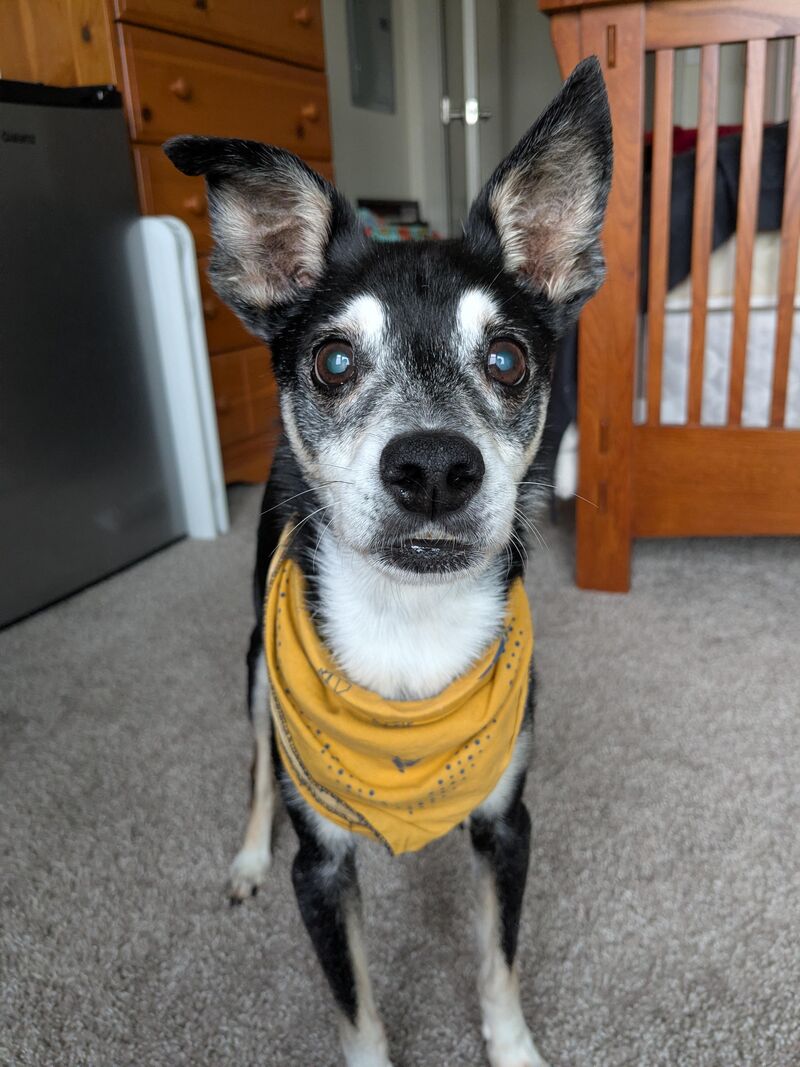 Sweet old Atticus, ready to play