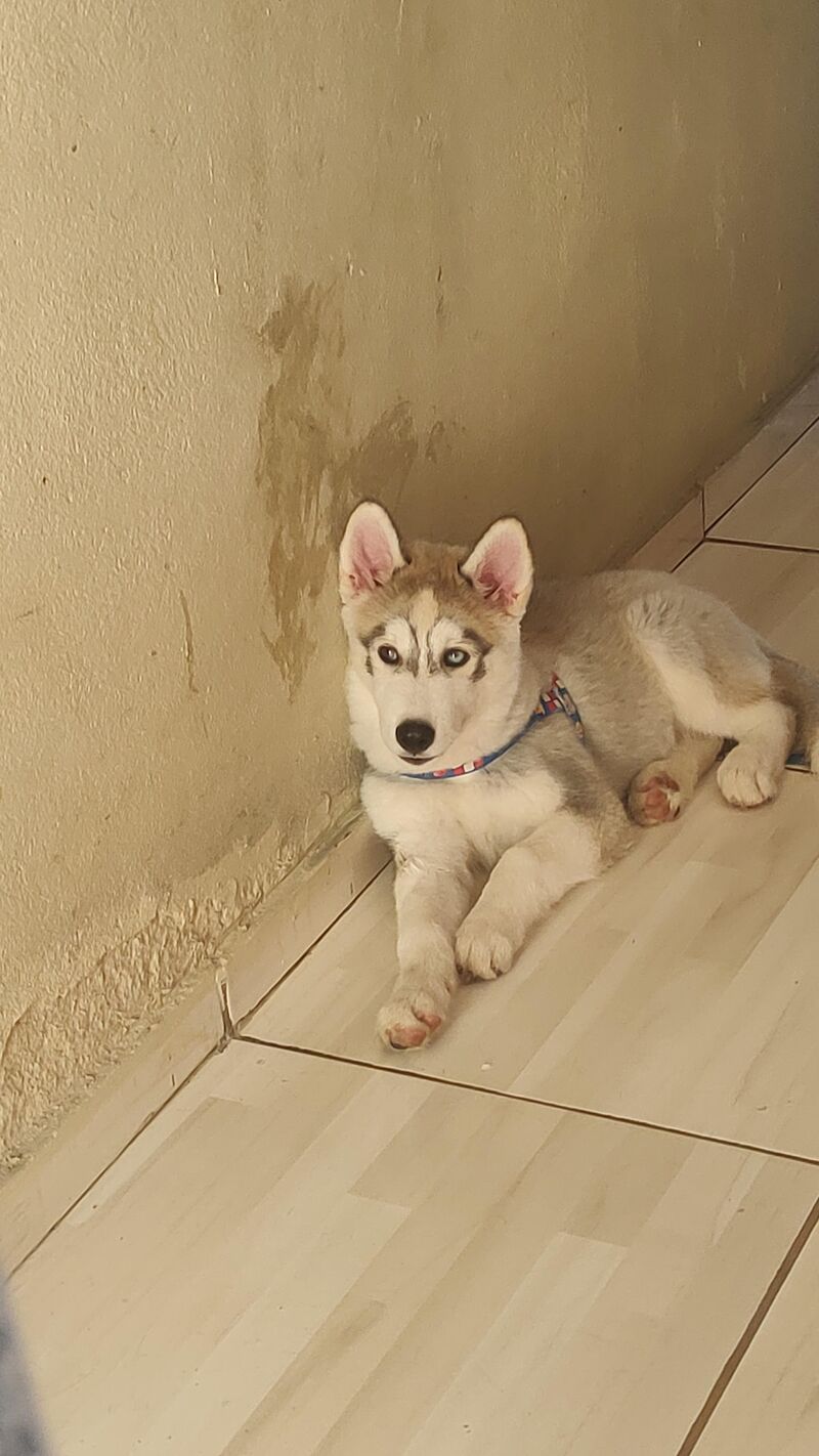 Remember the puppy I asked how cute he was? Here him today!