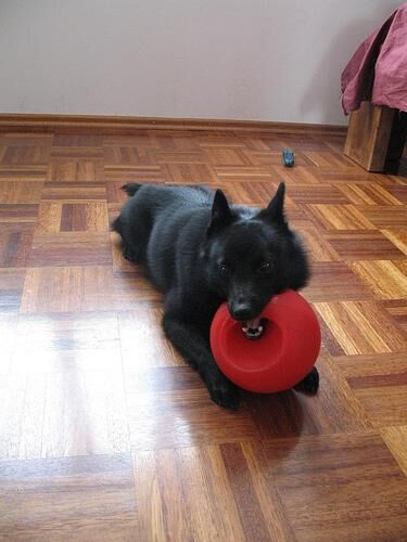 Schipperke