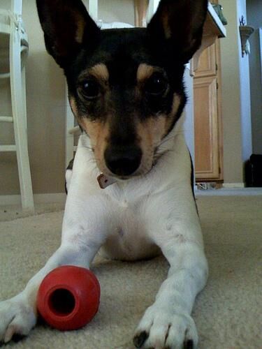 Terrier Toy
