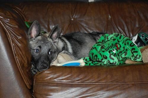 Elkhound Norwegian