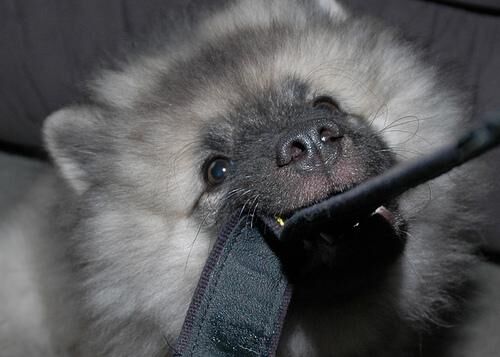 Keeshond