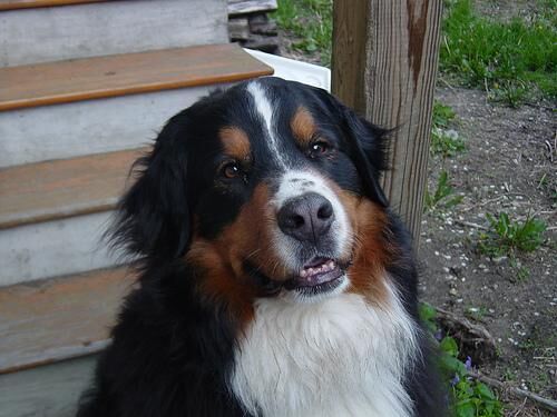 Mountain Bernese