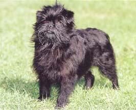 Affenpinscher