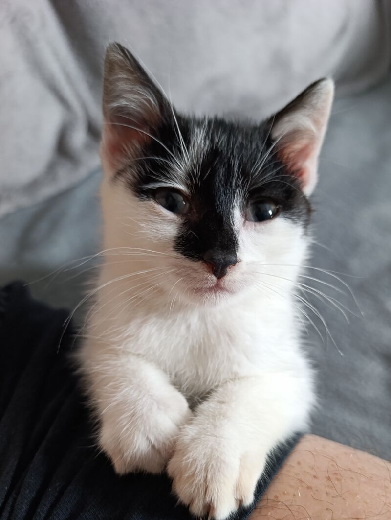 I found this little boy 1 year ago, and now we are best friend 🥰 his name is Oreo