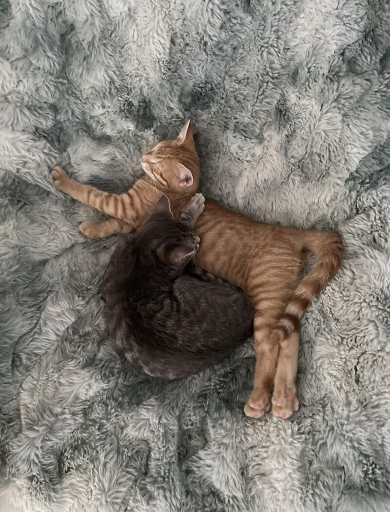 Reilly using his brother Jonesy as a pillow