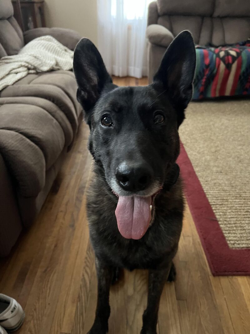 Maverick the retired bomb dog