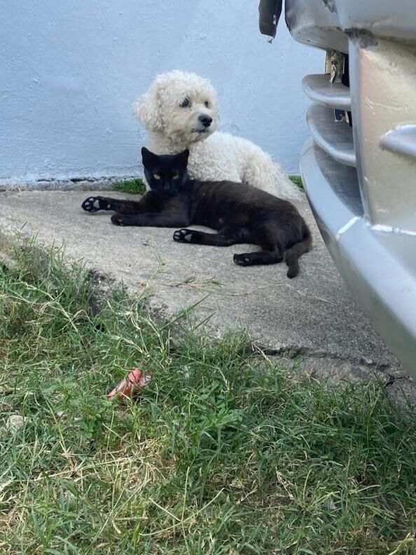 They look like an Oreo together hehe, they can't be separated