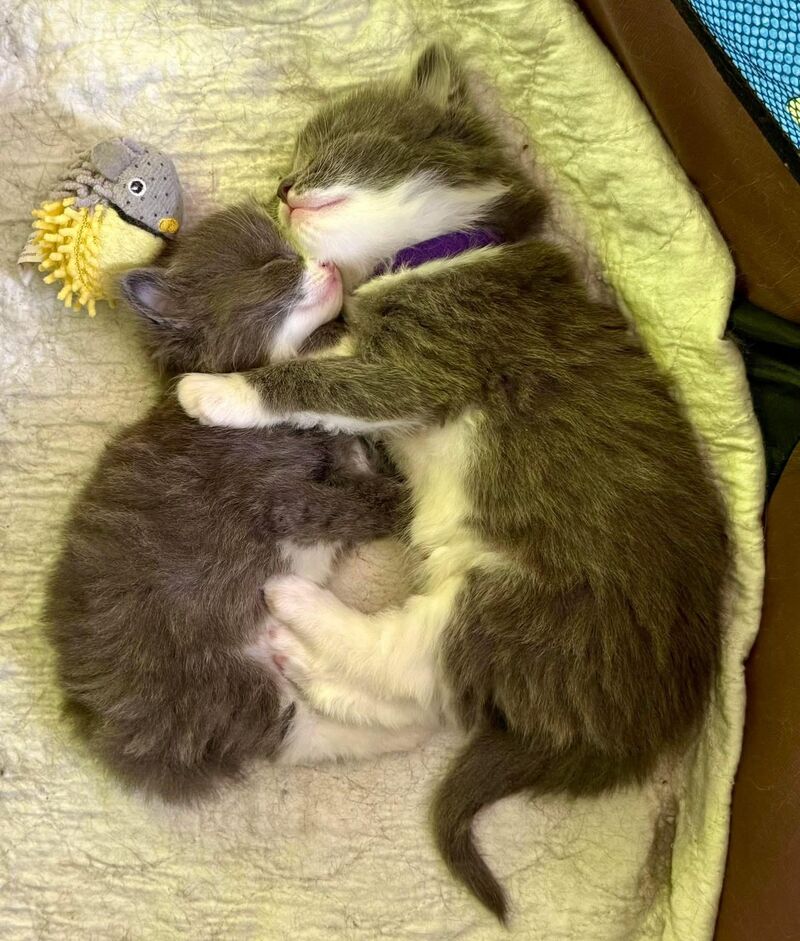 Julie, the best foster family of our shelter, send us this cute picture of two of her kittens. A big brother taking care of his sister. (No names yet)