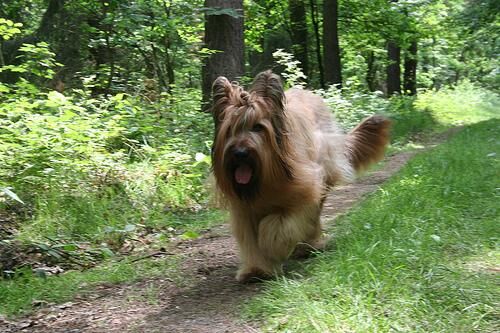Briard