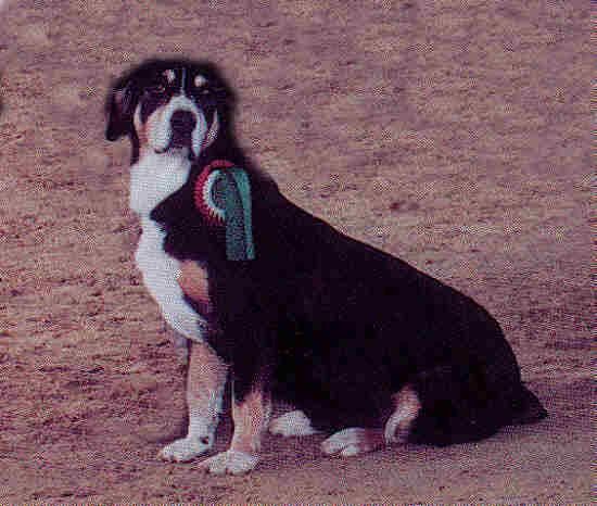 Entlebucher