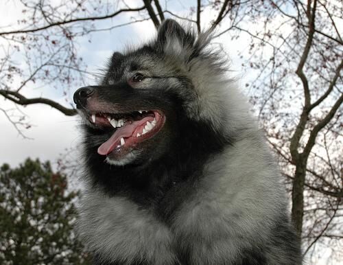 Keeshond