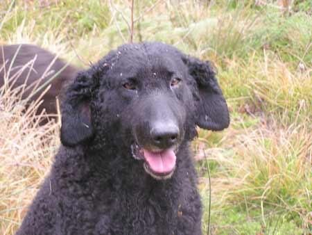 Retriever Curly